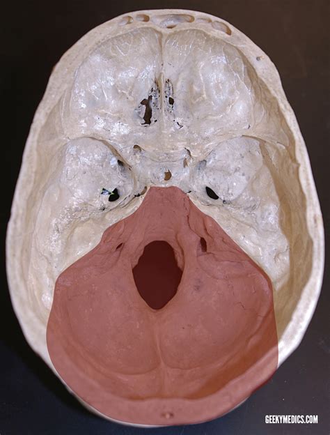 Cranial Foramina | Skull Anatomy | Foramen | Geeky Medics