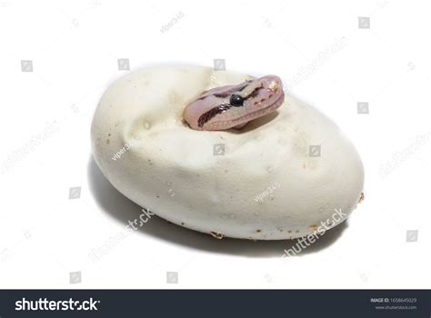 Image result for How Python Eggs Hatch