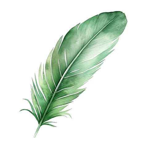 Watercolor Green Feather Clip Art, Feather, Watercolor, Clip Art PNG ...