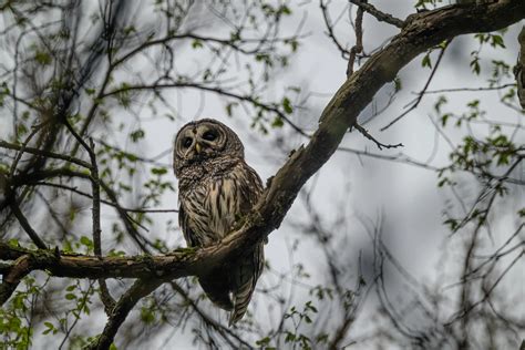 8 Owls In Ohio – The Complete List (With Photos)