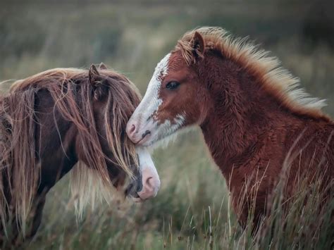 Horse Face Markings - The Equinest