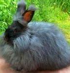 Image result for Angora Bunnies