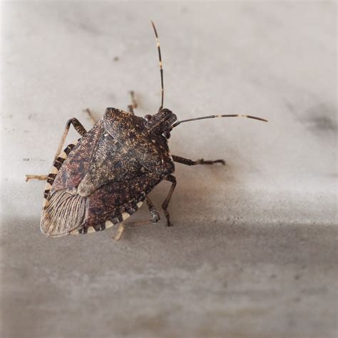 7 Best Stink Bug Repellent Options to Deter Pests, Tested