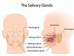 Image result for salivary glands