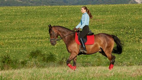 Horse Riding Person Definition at Mary Sprent blog