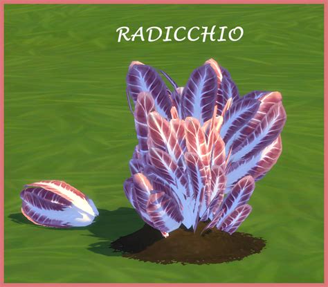 RADICCHIO – icemunmun