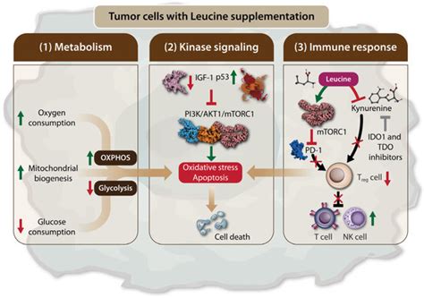 Double-Edge Effects of Leucine on Cancer Cells