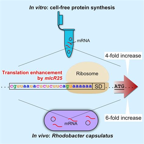 Translation Enhancement by a Short Nucleotide Insertion at 5′UTR ...