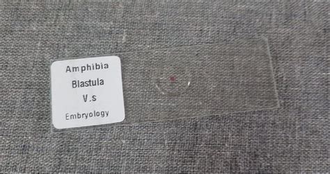 AI- Blastula Prepared Slide/for Microscope Slide/used forLaboratory ...