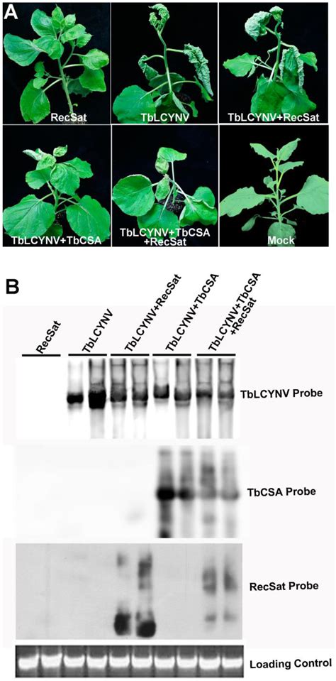 A Naturally Occurring Defective DNA Satellite Associated with a ...
