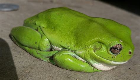 Green Tree Frog 的图像结果