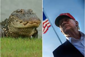 5000 migrants entourés d'alligators : voici le nouveau projet lancé par Donald Trump, en route ...