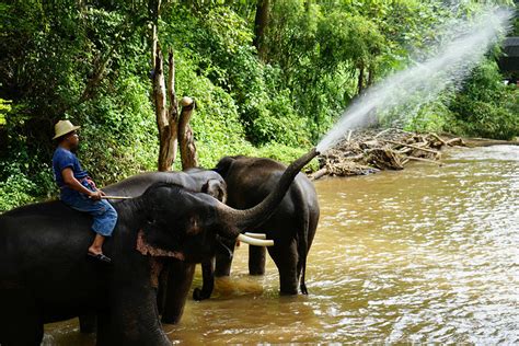 2021大象对游客很友好，也充满了好奇，但是如果被他踢一脚可不是好玩的。接下来是观赏象夫给大象洗澡_美丹大象营-评论-去哪儿攻略