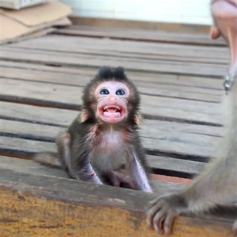 Image result for Baby Monkey Exploding