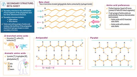 Biochemistry: Secondary Structure 2: The Beta Sheet | ditki medical ...