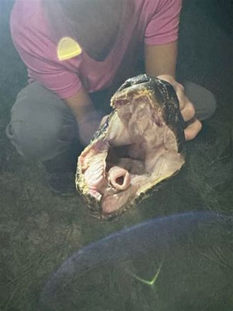 Image result for 25 Foot Python Snake