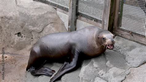 Sea Lion 的图像结果