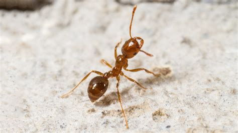 Learn How Ants Get Through Winter