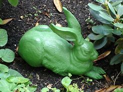 Image result for Rabbit Nursing Baby