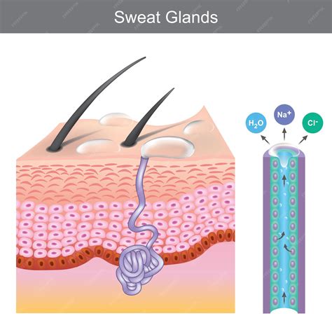 Sweat glands. illustration showing human sweat gland structure under ...