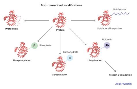 Image result for Amino Acid Post-Translational Modification