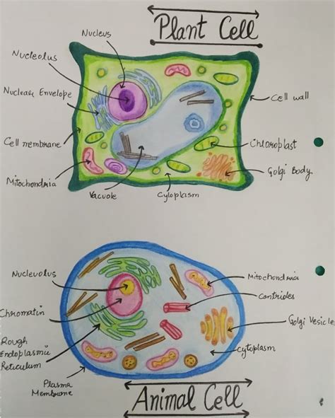 Cell Structure Notes 的图像结果