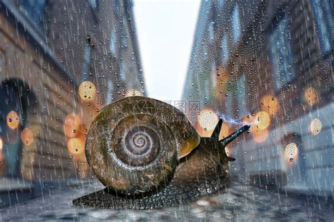 蜗牛高清图片下载-正版图片500454999-摄图网