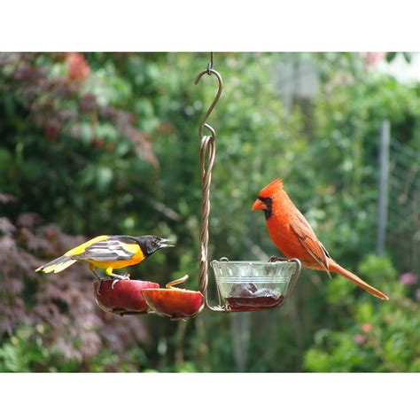 Great Gifts for Backyard Bird Watchers - HubPages