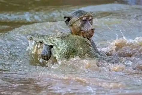 2.	Mrs. B. is concerned because she has only urinated once in the past 24 hours. The medical term for this symptom is (anuria, dysuria, oliguria).