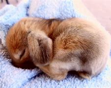 Image result for Rainbows Flowers Bunnies