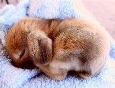 Image result for Cute Animals Bunny 100