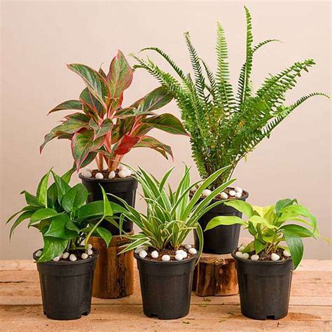 Buy Natural Air Purifier Plants for Summer Cooling online from ...