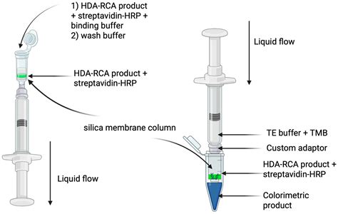 Integrating Helicase-Dependent and Rolling Circle Amplification in a ...