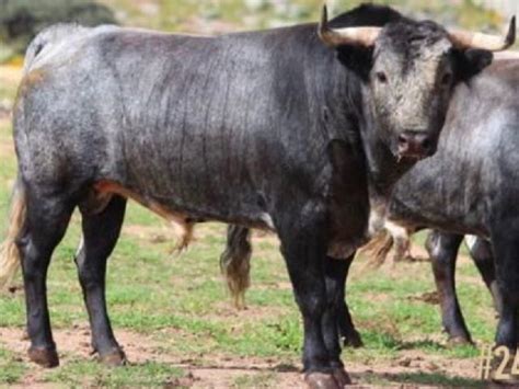 Listos, los toros de San Isidro Para el domingo en el “Sebastián Medina ...