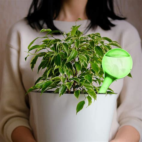 Buy XIDAJIE 6Pcs Clear Plant Watering Globes, Automatic Self-Watering ...