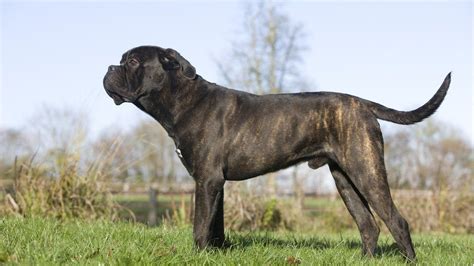 Cane Corso Dogs Attack 的图像结果