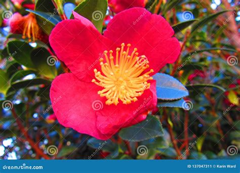 Closeup of Large Red Flower with Yellow Center Surrounded by Grean ...
