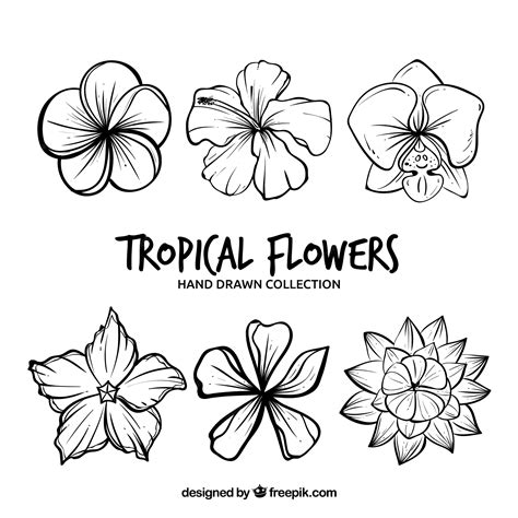 Pictures Of Hawaiian Flowers To Draw | Best Flower Site