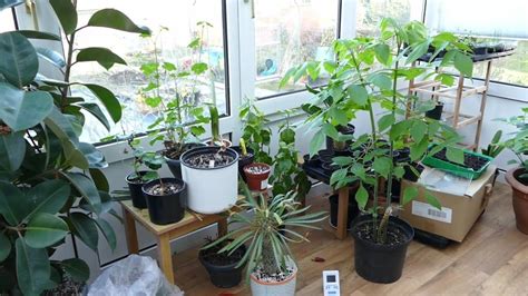 A Guide to Choosing Conservatory Plants • Conservatory Craftsmen