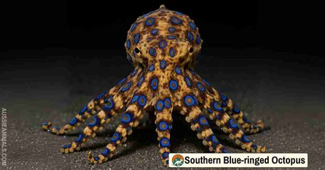 Image result for Blue-Ringed Octopus Green