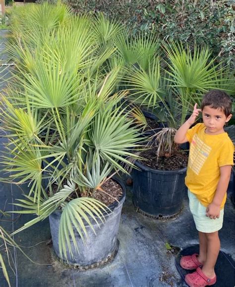 AMBIL SEKARANG