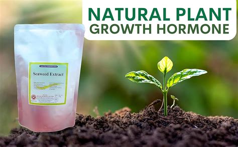 BIO RESEARCH CENTER Seaweed Extract - Natural Plant Growth | Better ...