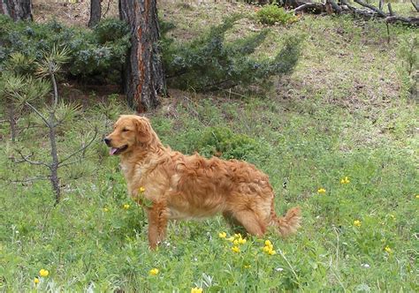 Mini Golden Retriever : 10 Things About Miniature Golden Retrievers ...