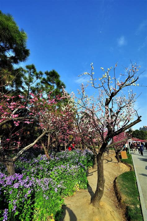 上海春季赏花攻略，最美赏花好去处-上海旅游攻略-游记-去哪儿攻略
