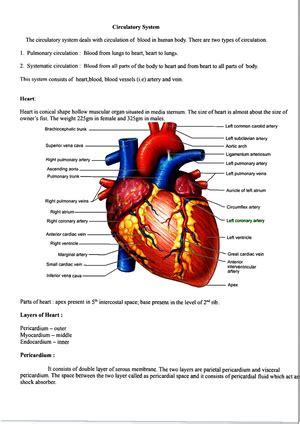 Regulation of Acid base balance - Human physiology - Studocu