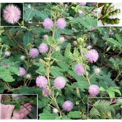Mimosa pudica