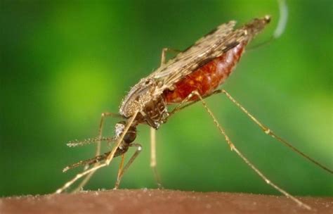 Resistance to Antimalarial Drugs Emerging In Africa; Key Mutations ...