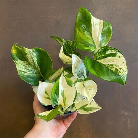 Manjula Pothos / Happy Leaf Pothos Indoor Live Plant – Seed2Plant