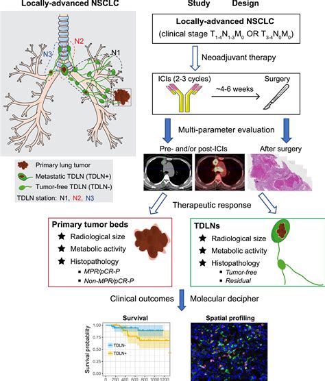 Multi-scale characterization of tumor-draining lymph nodes in resectable lung cancer treated ...
