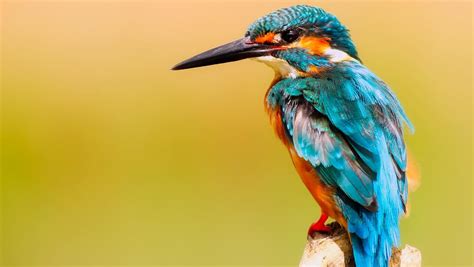 Scientists discover 10 new species of birds in Wallacea - India Today